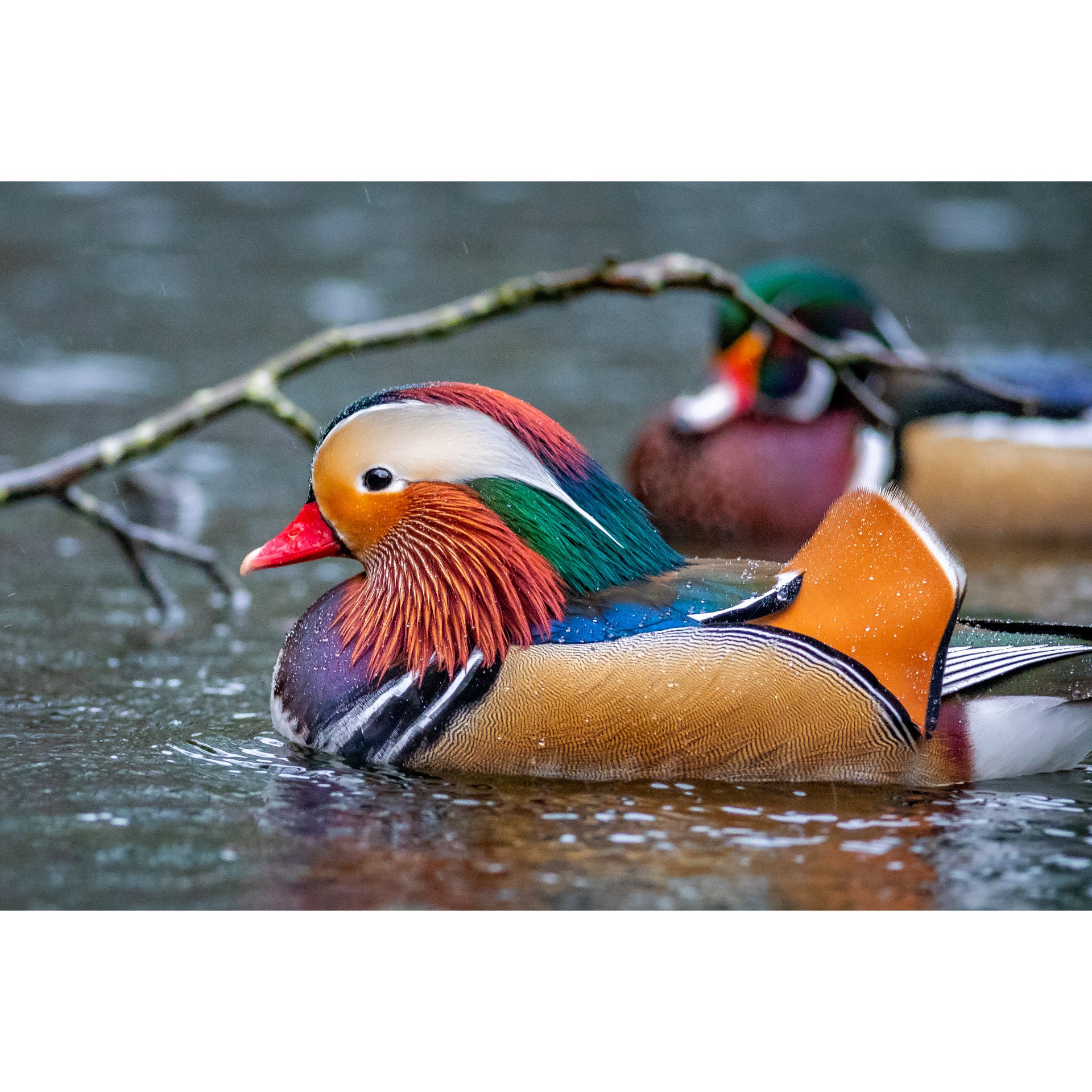 Mandarin Duck Drake Wall Print, Metal Prints, Nature Photography