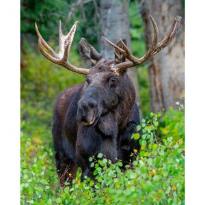 Bull Moose Portrait Wall Print, Metal Prints, Nature Photography, Wild Animals Canvas Wrap Art, Utah Wildlife Photo Home Decor