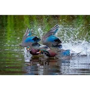 May include: Two wood ducks in flight, one in front of the other, with wings spread, splashing water as they fly over a pond.