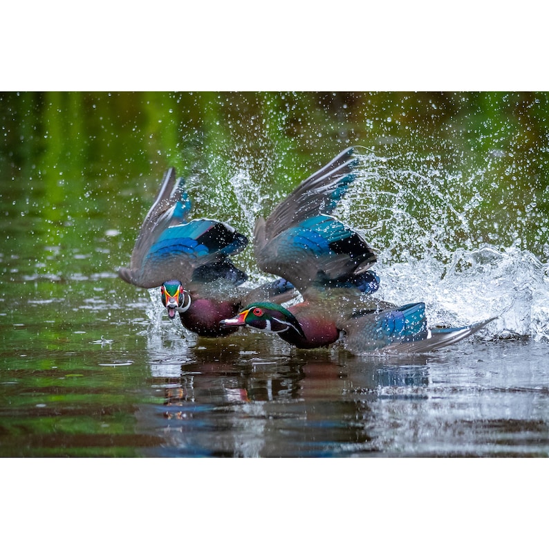 May include: Two wood ducks in flight, one in front of the other, with wings spread, splashing water as they fly over a pond.
