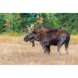 Bull Moose Portrait Wall Print, Metal Prints, Nature Photography, Wild Animals Photo Wall Art, Utah Wildlife Canvas Wrap, Home Decor