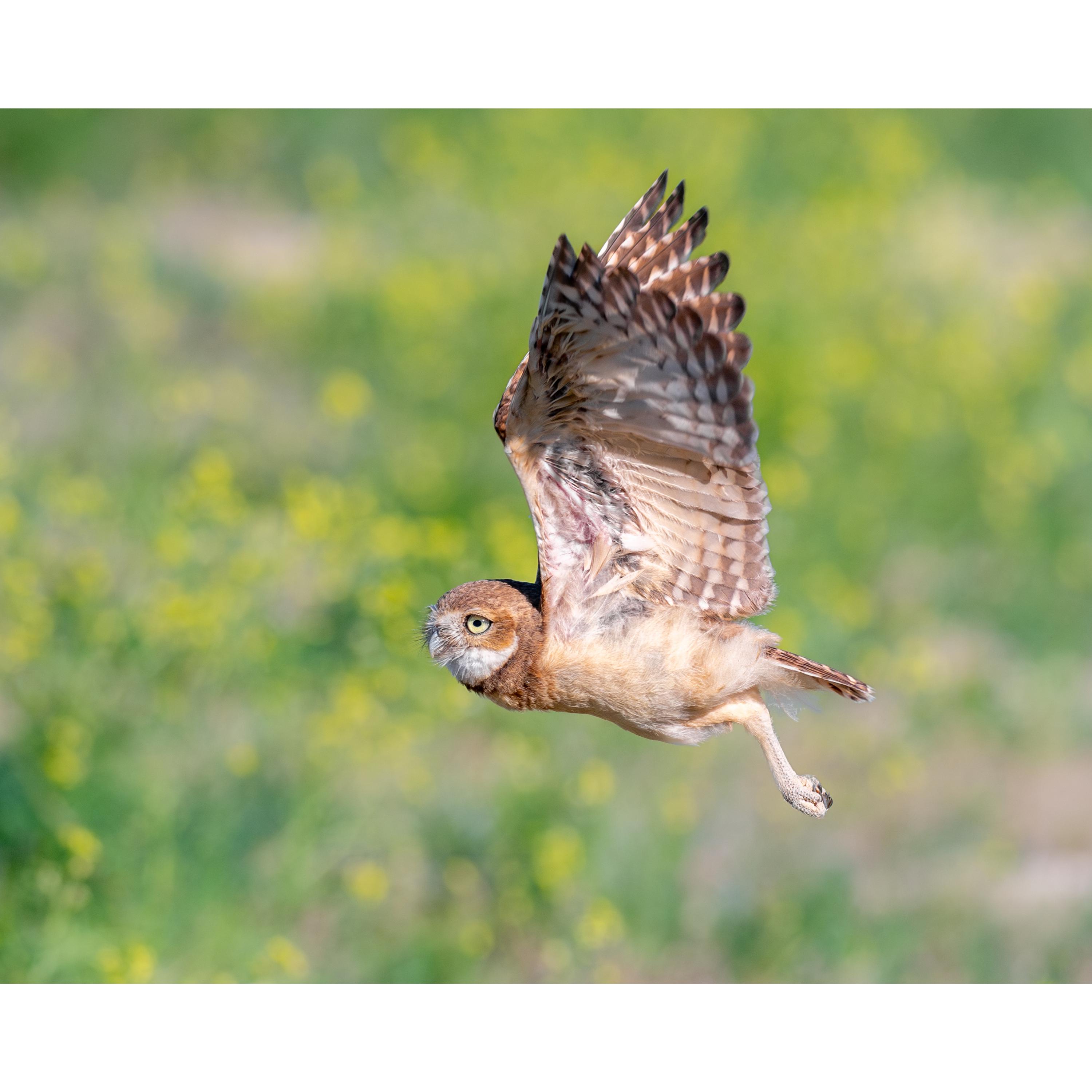 Burrowing Owl Wall Print, Metal Prints, Nature Photography, Wildlife Birds Of Prey Action, Canvas Wr