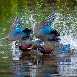May include: Two wood ducks in flight, splashing water as they take off from a pond. The ducks have iridescent blue and green feathers, and their heads are adorned with colorful markings.