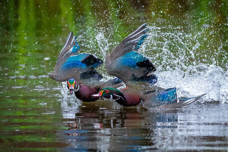 May include: Two wood ducks in flight, splashing water as they take off from a pond. The ducks have iridescent blue and green feathers, and their heads are adorned with colorful markings.