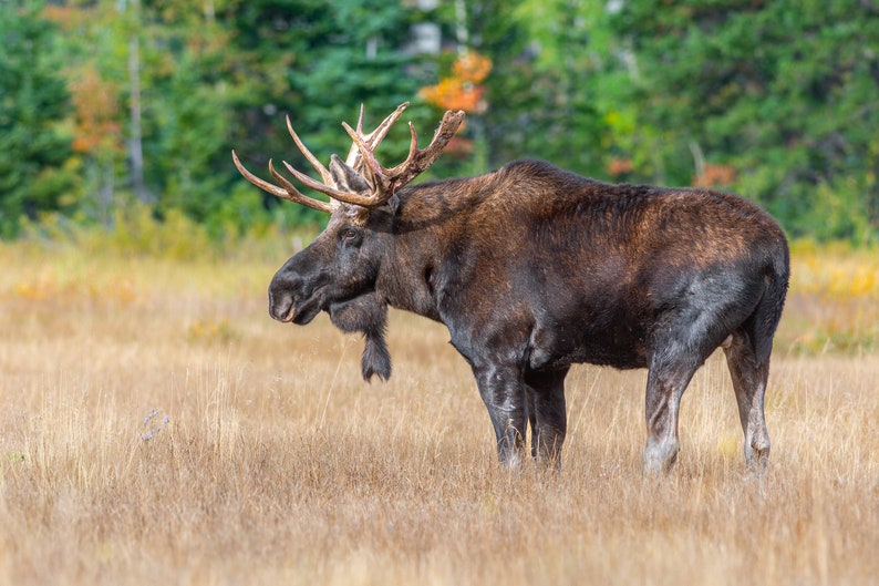 Bull Moose Portrait Wall Print, Metal Prints, Nature Photography, Wild