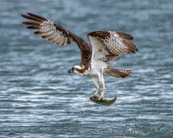 Osprey With Fish Wall Print, Metal Prints, Nature Photography, Wildlife Wall Art, Birds Of Prey Action Home Decor, Canvas Wrap