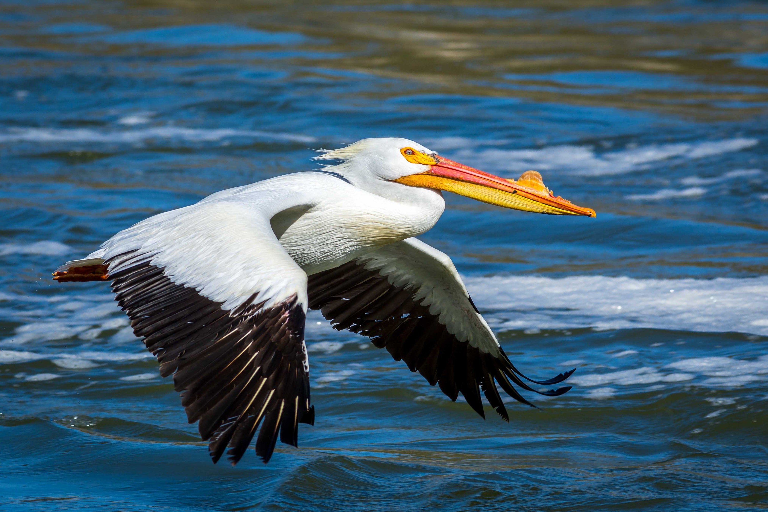 The Pelican Eating Debate: Fact Vs. Fiction - ldd1i8s