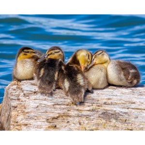May include: Five ducklings huddle together on a weathered log, their fluffy yellow feathers and dark eyes visible. The ducklings are nestled close to each other, with their heads tucked under their wings, as if they are sleeping. The log is resting on a surface of blue water.