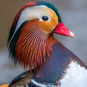 May include: A close-up of a Mandarin duck, showcasing its vibrant plumage. The duck features a red beak, orange cheeks, and a white stripe above its eye. Its head is adorned with green, white, and red feathers, with a purple and white chest.