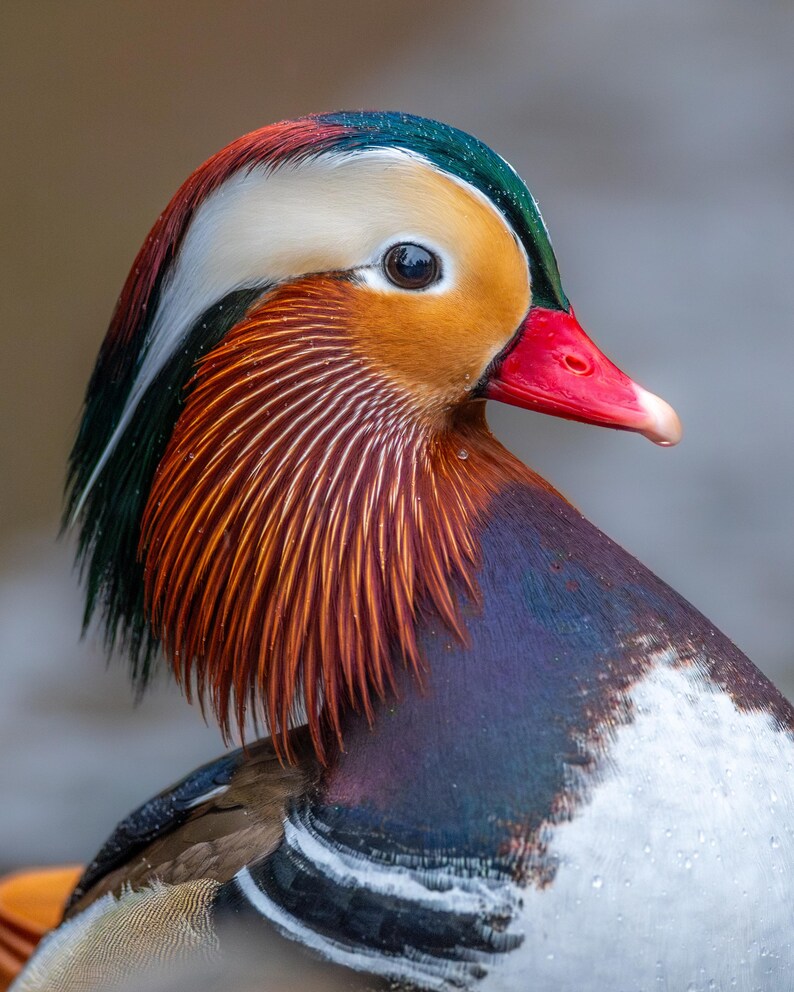 May include: A close-up of a Mandarin duck, showcasing its vibrant plumage. The duck features a red beak, orange cheeks, and a white stripe above its eye. Its head is adorned with green, white, and red feathers, with a purple and white chest.