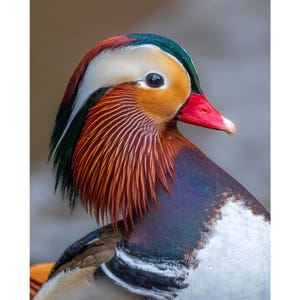 May include: Close-up of a Mandarin duck's head and upper body. The duck has a vibrant plumage of orange, red, white, green, and purple. The duck's beak is red, and its eye is dark. The feathers are detailed and textured.