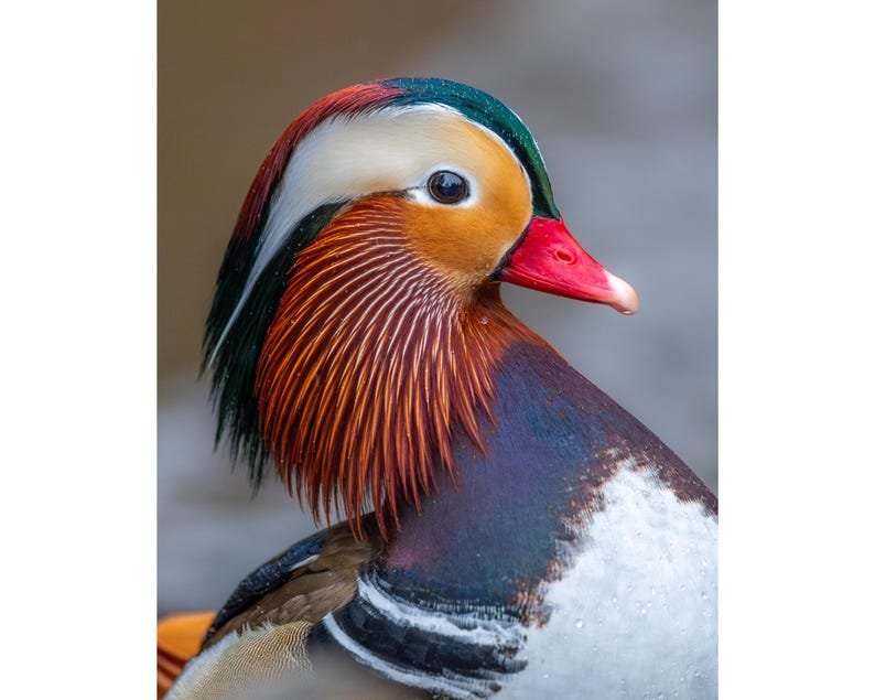 May include: Close-up of a Mandarin duck's head and upper body. The duck has a vibrant plumage of orange, red, white, green, and purple. The duck's beak is red, and its eye is dark. The feathers are detailed and textured.