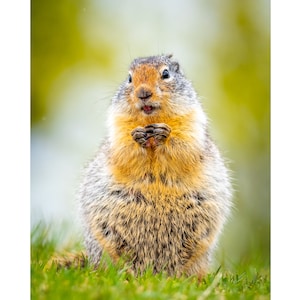 Ground Squirrel Portrait Wall Print, Metal Prints, Nature Photography, Wildlife Wall Art, Wild Canvas Wrap, Animal Humor Photo, Home Decor