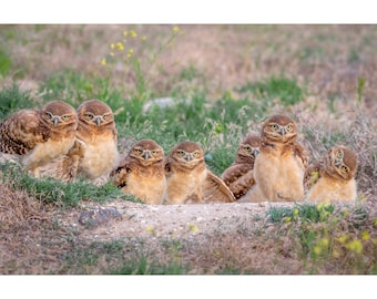 Burrowing Owl Family Portrait Wall Photo Print, Metal Prints, Nature Photography, Wildlife Wall Art, Birds Of Prey, Canvas Wrap Home Decor