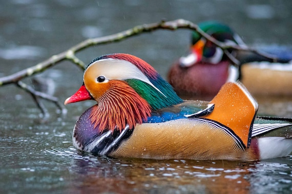 Mandarin Duck Drake Wall Print, Metal Prints, Nature Photography