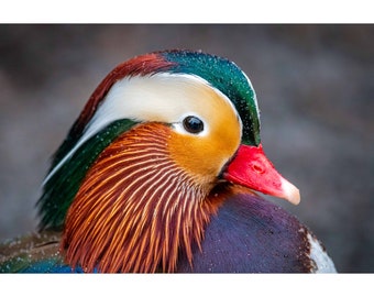 Mandarin Drake Etsy