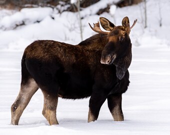 Moose Portrait Wall Print, Metal Prints, Nature Winter Photography, Wildlife Animals, Canvas Wrap Art, Yellowstone National Park Photo Decor
