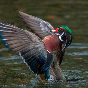May include: A Wood Duck in water, wings spread wide. The duck has a green head, red eyes, and a white throat. Its chest is a deep burgundy, and its wings display shades of gray, blue, and white. The duck is in a natural aquatic environment.