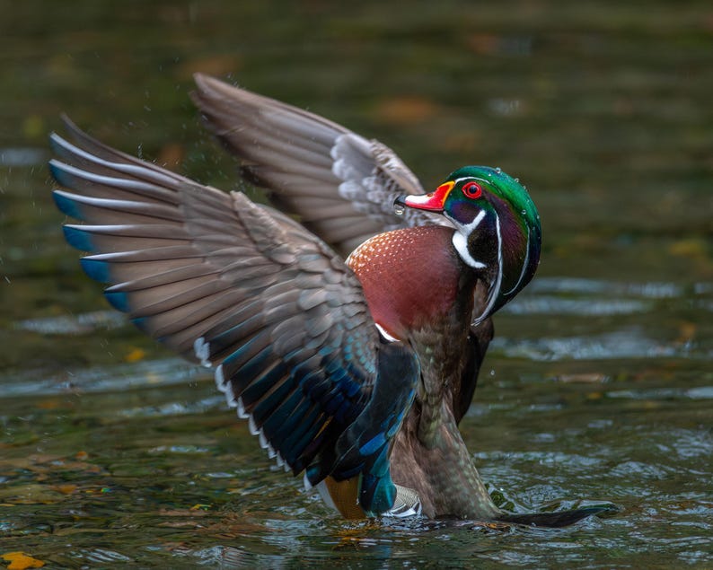 May include: A Wood Duck in water, wings spread wide. The duck has a green head, red eyes, and a white throat. Its chest is a deep burgundy, and its wings display shades of gray, blue, and white. The duck is in a natural aquatic environment.