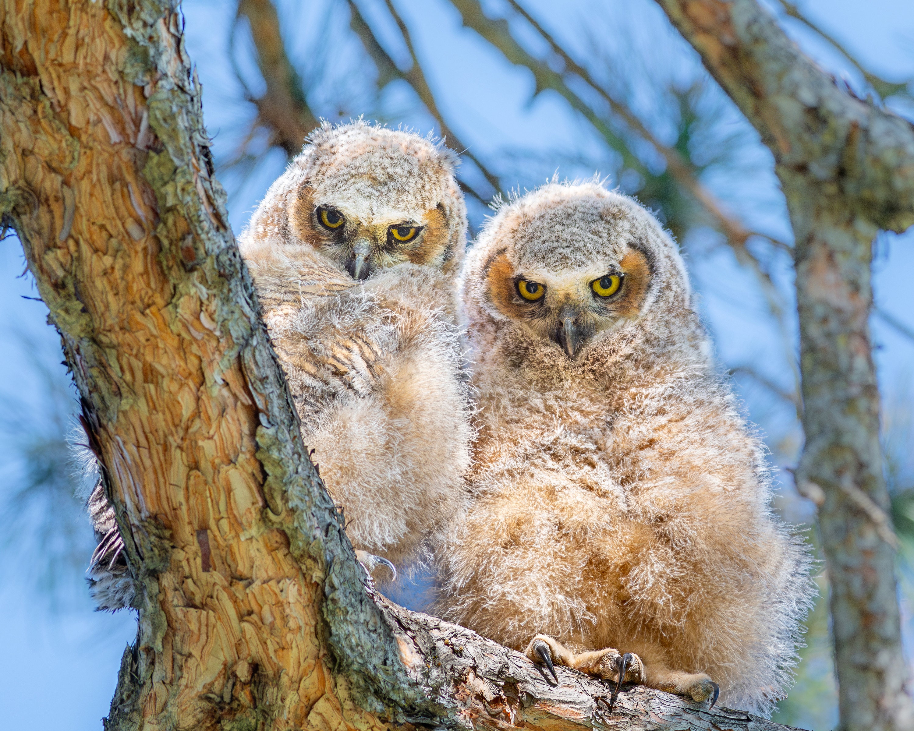 Great Horned Owl Owlet Wall Print, Metal Prints, Nature Birding