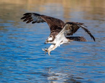 Osprey Diving Wall Print, Metal Prints, Nature Photography, Wildlife Wall Art, Birds Of Prey Action Photo, Home Decor, Canvas Wrap