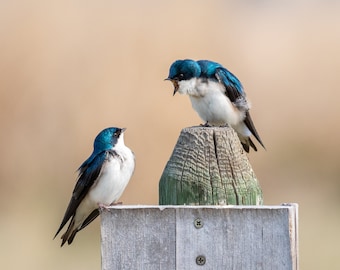 Tree Swallow Couple Wall Print, Metal Print, Nature Birding Photography Prints, Wildlife Canvas Wrap Art, Angry Birds Humor Decor