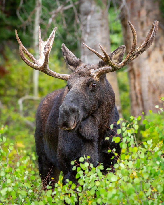 Mighty Moose of Alaska Painting Kit