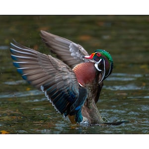 May include: A colorful wood duck in water, wings spread. The duck has a red eye, a white throat, and a green and purple head. Its chest is a deep burgundy, and its wings display shades of brown, blue, and gray. The duck is in a natural setting.
