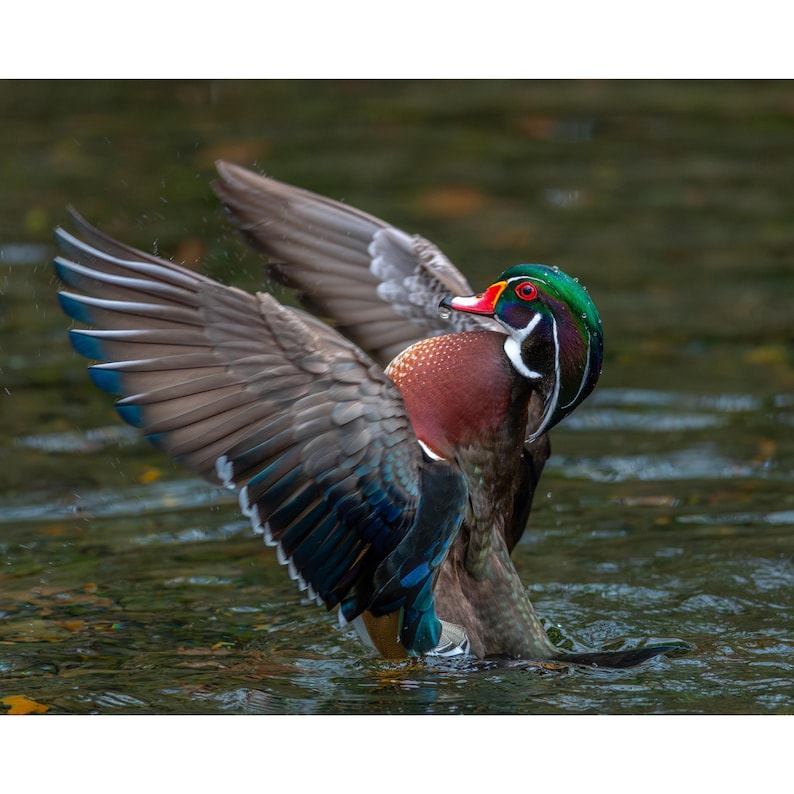 May include: A colorful wood duck in water, wings spread. The duck has a red eye, a white throat, and a green and purple head. Its chest is a deep burgundy, and its wings display shades of brown, blue, and gray. The duck is in a natural setting.
