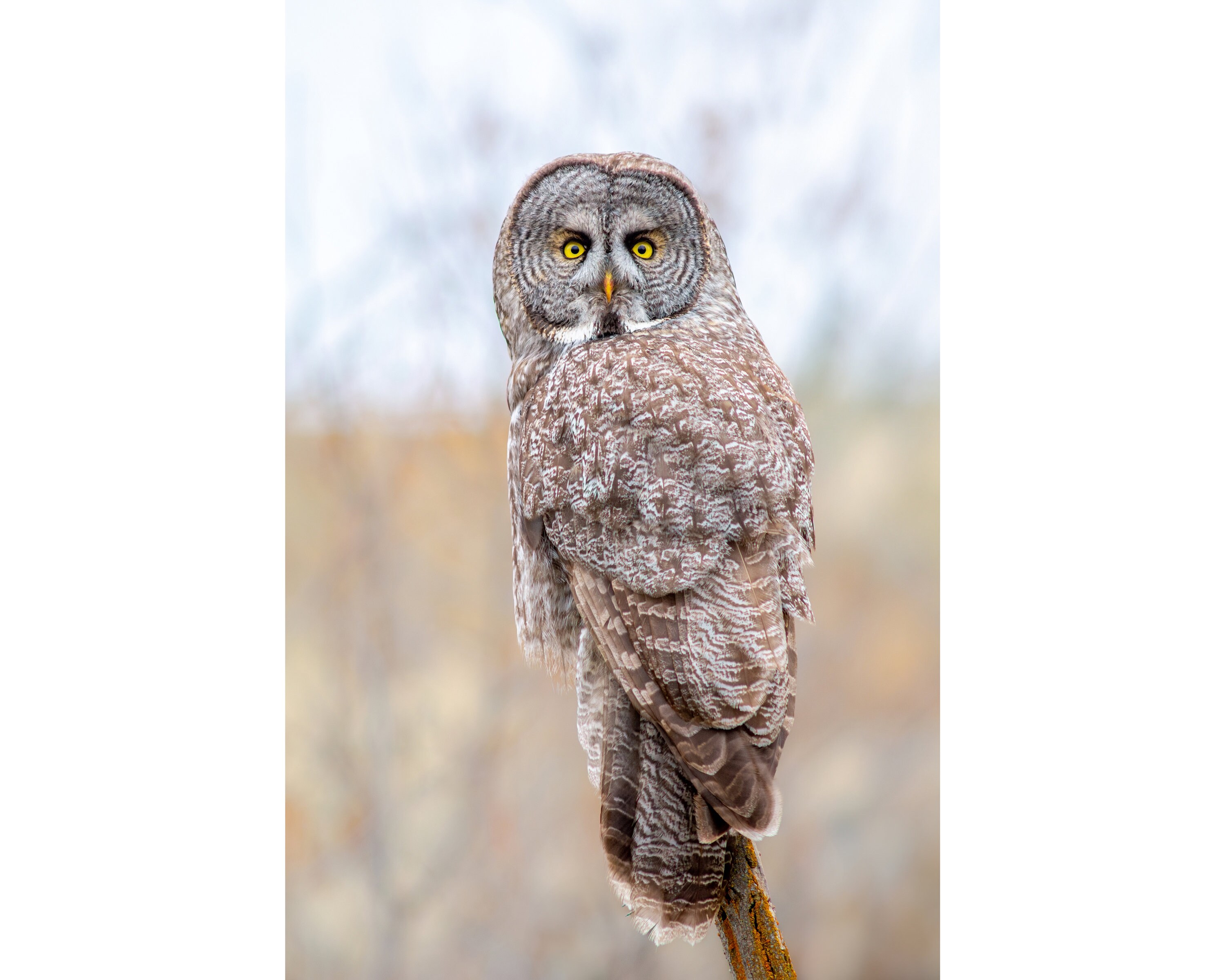 Great Gray Owl Wall Print, Metal Prints, Bird Nature Photography, Wildlife Birding, Canvas Wrap Art,