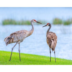 May include: Two sandhill cranes standing on a vibrant green lawn. The birds have long, slender legs, grey-brown plumage, and distinctive red patches on their foreheads. They are positioned facing each other, showcasing their long, pointed beaks.