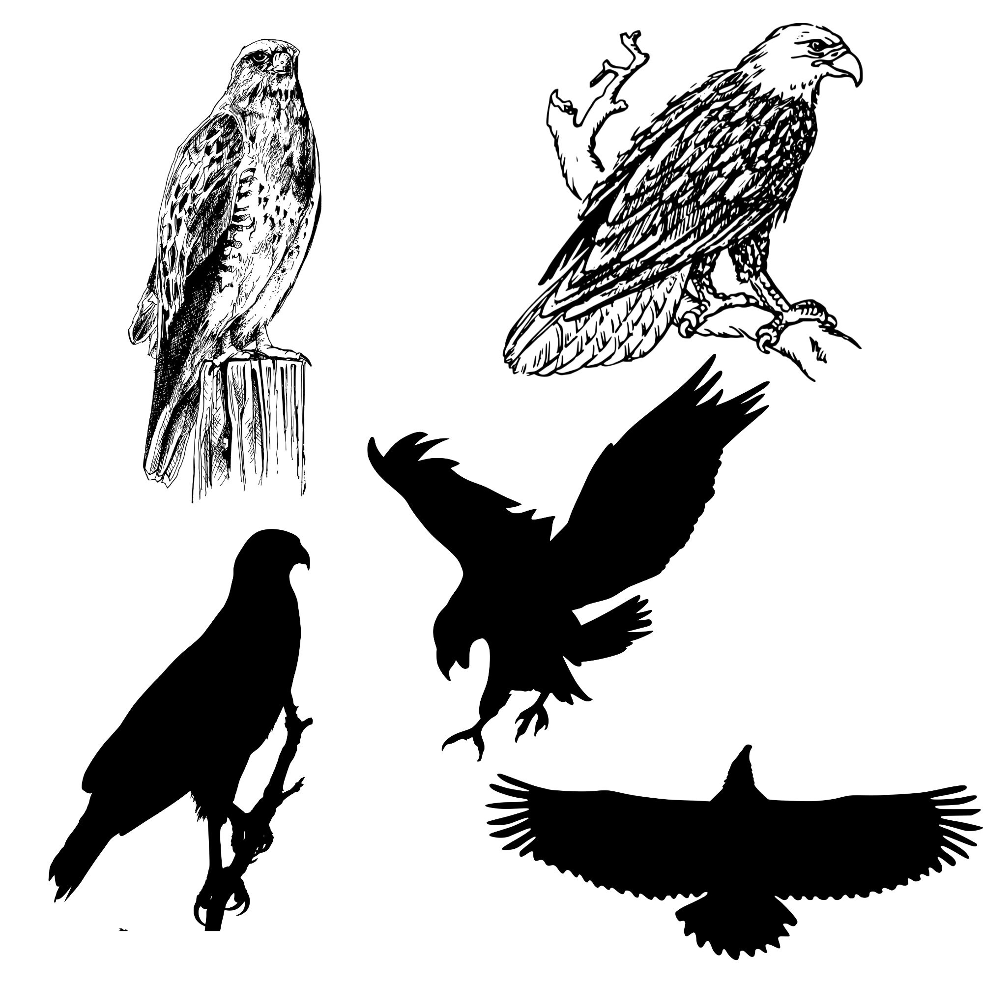 45 Eagles SVG Bundle Bald Eagle Svg Bundle Bird Svg Bundle - Etsy Israel