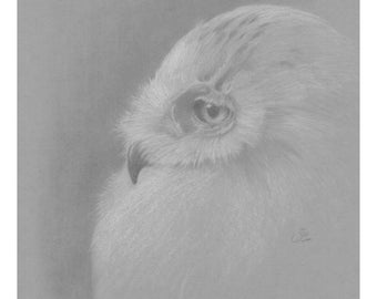 Countryside Companions Open Edition Print - Snowy Owl - By Vic Bearcroft