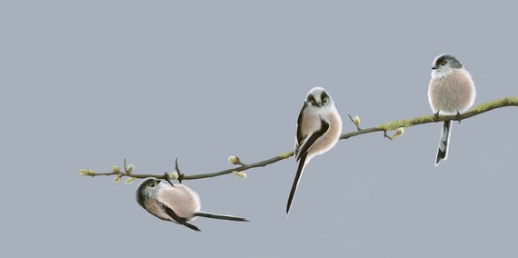 Vic Bearcroft. Open Edition Long-Tailed Tit Print /'The Darling Buds/'