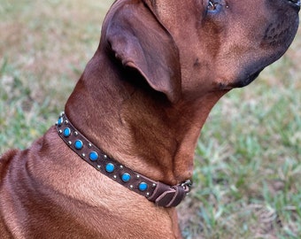 May include: A brown dog wearing a brown leather collar adorned with turquoise-colored studs. The dog is lying on green grass, looking upwards. The collar is buckled and appears to be well-fitted. The dog's fur is short and a reddish-brown color.