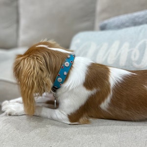 May include: A bright blue dog collar featuring silver-toned daisy-shaped metal studs and small circular red and clear crystal accents. The collar is worn around the neck of a brown and white dog with long, wavy fur, showing a metal D-ring attachment.