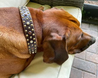 May include: A brown dog with a brown leather studded collar with rhinestones. The dog is lying down on a white couch.