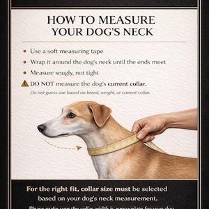 May include: An instructional graphic titled LEI CUSTOM COLLARS showing how to measure a dog's neck. It features a tan and white dog with a soft measuring tape wrapped around its neck, accompanied by text instructions on proper measurement techniques.