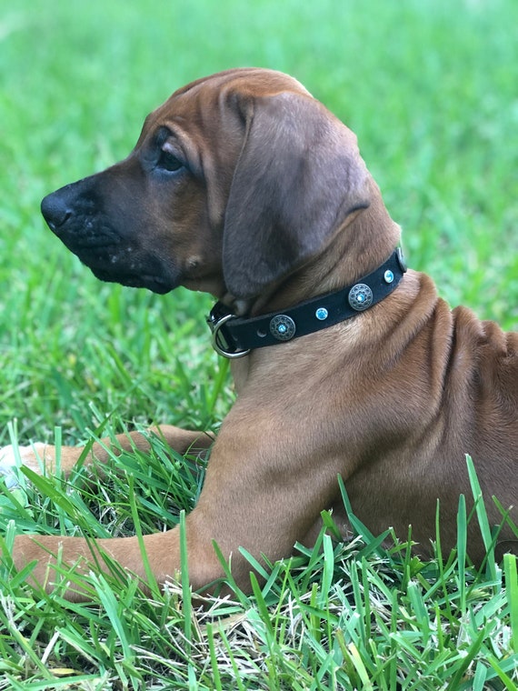 子犬用レザー首輪 – コンチョデザイン、アクアカラーのスワロフスキー
