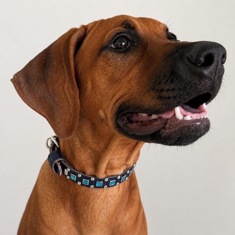 May include: A brown dog with a black muzzle wearing a dark blue leather collar featuring square turquoise inlays and small silver-toned metal studs. The collar has a metal buckle and a D-ring attachment point visible on the side of the neck.