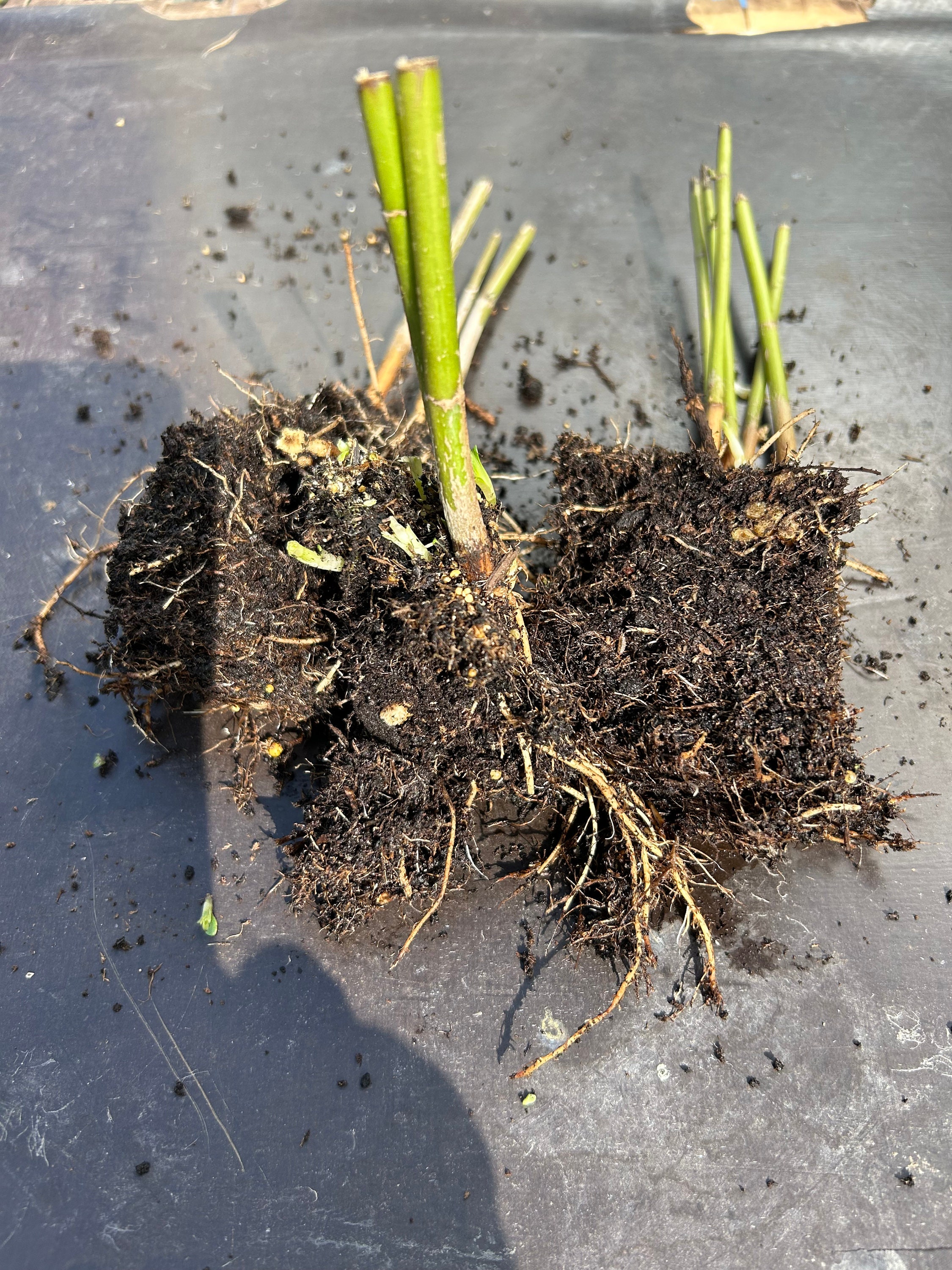 Helianthus Maximilian Plant Hardy Perennial Sunflower Tall 3 X Bare