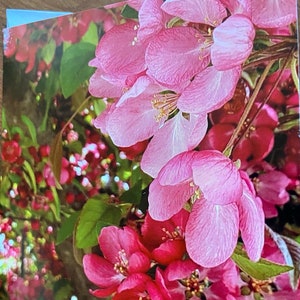 Blossoms,floral,flowers,my photo, original art, watercolour, card,greeting, small art, blank card,envelope,artist,Australian affordable,