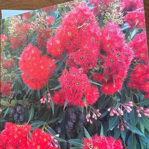 Red Flowering Gum card