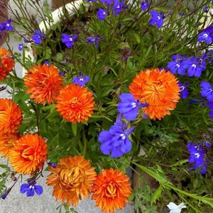Paper Daisy,Lobelia,floral,flowers,my photo, original art, watercolour, card,greeting, small art, blank card,artist,Australian affordable,