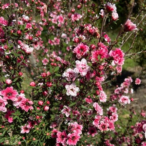 Bloemen, bloementuinkunst, tuinbed, boom, mooi, foto, mooi, fotoprint, origineel, kunst, foto, lentetijd,
