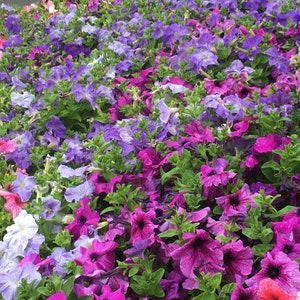Foto de petúnia, meu jardim, cartão comemorativo, flores