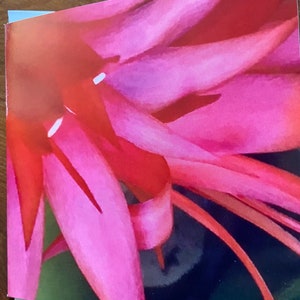 Pink flower,floral,my photo, original art, watercolour, card,greeting, small art, blank card,envelope,artist,Australian affordable,