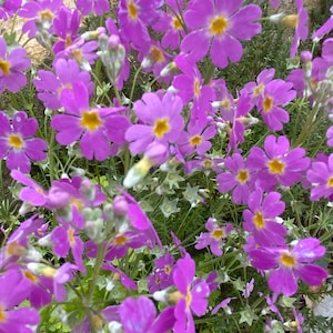花、春、庭の花壇、紫、花柄、カード、グリーティング カード、美しい、かわいい、オリジナル、フォト アート、フォト プリント、