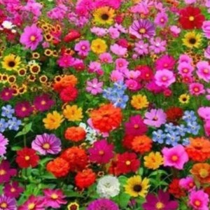 Spring Flush, volledige glans blanco kaart, blanco kaart, mooi, mooi, bloemen, bloemen, lentetijd, massa, display, bloemendisplay, tuinbed