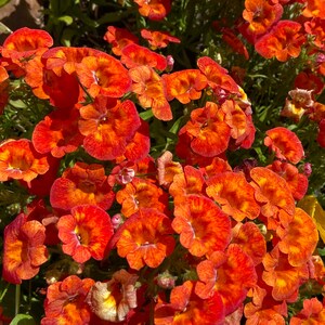 Lege kaart, wenskaart, oranje, bloemen, bloemen, tuinbed, lentetijd, mooi, mooi, kaart, volledige glans, fotoprint,